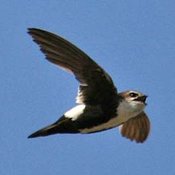 White-throated Swift